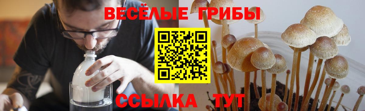 продажа наркотиков  Вход с VPN  Алатырь  Галлюциногенные грибы Magic Shrooms 